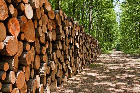 mnhentsi|Logged tree under 38073.